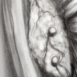 Parathyroid Medical Illustration